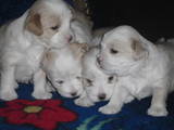 Собаки, щенки Цветная болонка, цена 500 Грн., Фото