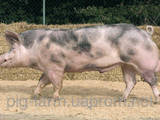Животноводство,  Сельхоз животные Свиньи, цена 8000 Грн., Фото