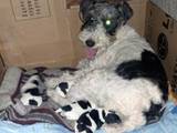 Собаки, щенята Жорсткошерстий фокстер'єр, ціна 4000 Грн., Фото