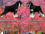 Собаки, щенки Цвергшнауцер, цена 11000 Грн., Фото