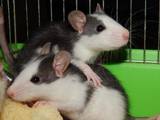 Грызуны Домашние крысы, цена 50 Грн., Фото