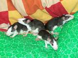 Грызуны Домашние крысы, цена 50 Грн., Фото