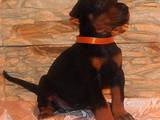 Собаки, щенята Доберман, ціна 8000 Грн., Фото
