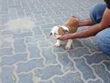 Собаки, щенята Англійський бульдог, ціна 2000 Грн., Фото