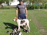 Собаки, щенки Русская борзая, цена 800 Грн., Фото