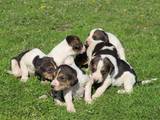 Собаки, щенята Російський хорт, ціна 800 Грн., Фото