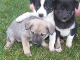 Собаки, щенята Східно-сибірська лайка, Фото