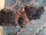 Собаки, щенки Доберман, цена 2000 Грн., Фото