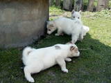 Собаки, щенки Восточно-Сибирская лайка, цена 850 Грн., Фото
