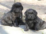 Собаки, щенки Ньюфаундленд, цена 10000 Грн., Фото
