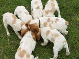 Собаки, щенки Неизвестная порода, цена 300 Грн., Фото