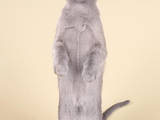 Кошки, котята Бурма, цена 16000 Грн., Фото