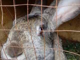 Тваринництво Кролівництво, ціна 200 Грн., Фото