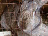 Животноводство Кролиководство, цена 200 Грн., Фото