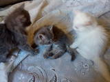 Кошки, котята Турецкая ангора, цена 50 Грн., Фото
