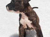 Собаки, щенята Американський стаффордширський тер'єр, ціна 10500 Грн., Фото