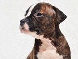 Собаки, щенята Американський стаффордширський тер'єр, ціна 10500 Грн., Фото