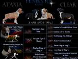 Собаки, щенята Американський стаффордширський тер'єр, ціна 15000 Грн., Фото