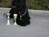 Собаки, щенята Різеншнауцер, ціна 11500 Грн., Фото