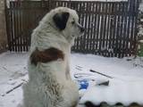 Собаки, щенята Московська сторожова, Фото