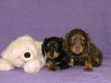 Собаки, щенята Довгошерста мініатюрна такса, ціна 2500 Грн., Фото