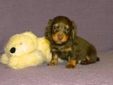 Собаки, щенки Длинношерстная миниатюрная такса, цена 2500 Грн., Фото