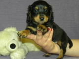 Собаки, щенки Длинношерстная миниатюрная такса, цена 2500 Грн., Фото