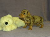Собаки, щенки Гладкошерстная миниатюрная такса, цена 2500 Грн., Фото