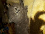 Кішки, кошенята Британська довгошерста, ціна 800 Грн., Фото