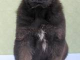 Собаки, щенята Східно-Європейська вівчарка, ціна 3500 Грн., Фото