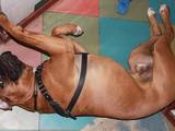 Собаки, щенята Боксер, ціна 1000 Грн., Фото