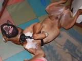 Собаки, щенята Боксер, ціна 1000 Грн., Фото