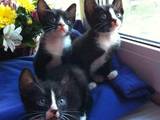 Кошки, котята Донской сфинкс, цена 10 Грн., Фото