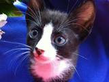 Кошки, котята Донской сфинкс, цена 10 Грн., Фото