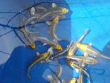 Рибки, акваріуми Акваріуми і устаткування, ціна 100 Грн., Фото