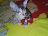 Кошки, котята Донской сфинкс, цена 1500 Грн., Фото