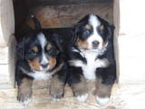 Собаки, щенки Бернская горная собака, цена 15000 Грн., Фото
