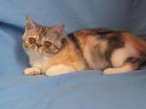 Кошки, котята Экзотическая короткошерстная, цена 4500 Грн., Фото