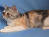 Кішки, кошенята Екзотична короткошерста, ціна 4500 Грн., Фото