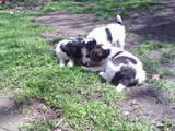 Собаки, щенки Жесткошерстный фокстерьер, цена 750 Грн., Фото