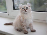Кошки, котята Американский керл, цена 7500 Грн., Фото