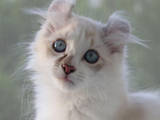 Кішки, кошенята Американський керл, ціна 7500 Грн., Фото