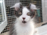 Кішки, кошенята Американський керл, ціна 7500 Грн., Фото