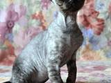 Кішки, кошенята Девон-рекс, ціна 2500 Грн., Фото