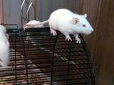 Грызуны Домашние крысы, цена 30 Грн., Фото