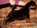 Собаки, щенята Ердельтер'єр, ціна 6000 Грн., Фото