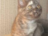 Кішки, кошенята Шотландська короткошерста, ціна 1100 Грн., Фото