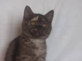 Кошки, котята Шотландская короткошерстная, цена 1100 Грн., Фото