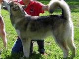 Собаки, щенки Аляскинский маламут, цена 25000 Грн., Фото