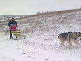 Собаки, щенята Аляска маламут, ціна 4800 Грн., Фото